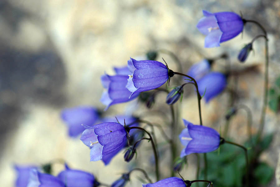 Campanula cochleariifolia / Campanula a foglie di coclearia